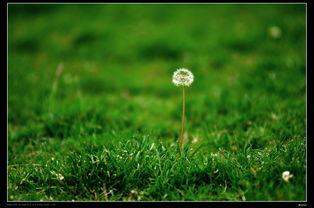 草草春天在线观看,在线观看，感受春日温暖时光  第3张