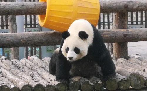 妙妙吃瓜全集免费观看,揭秘娱乐圈幕后真相，免费观看大揭秘  第1张